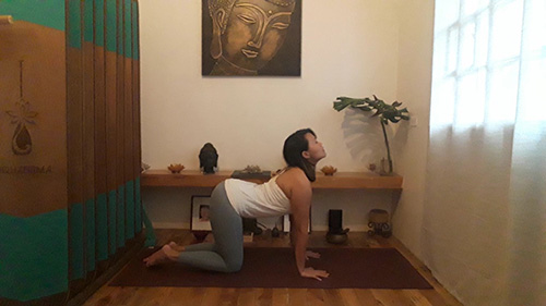 CAT and cow flow gowell article picture