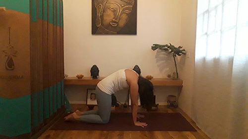 CAT and cow flow gowell article picture 2